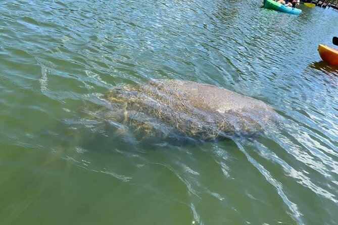 Manatee and Dolphin Kayak Tour - Included Amenities