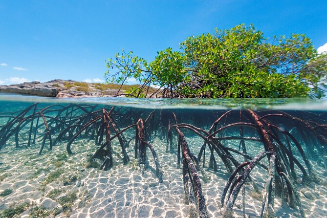 Mangrove Cay Tour - Booking and Pricing Information