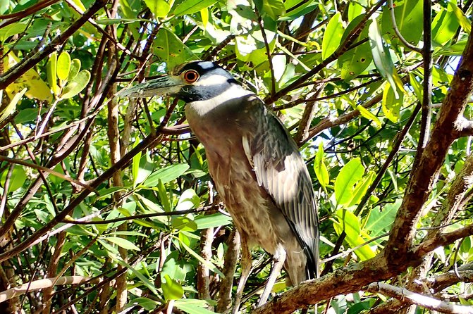 Mangrove SUP Safari - Schedule and Availability