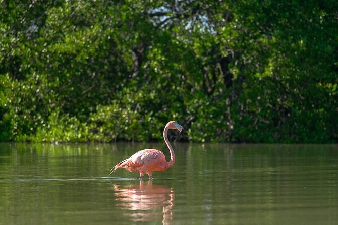 Mangroves Paddling Tour and Sunset - Accessibility and Group Size