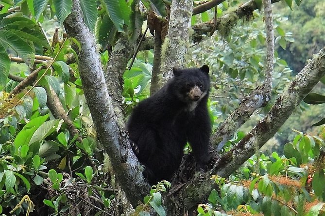 Manu Jungle Tour (3 Days) - Getting to the Starting Point