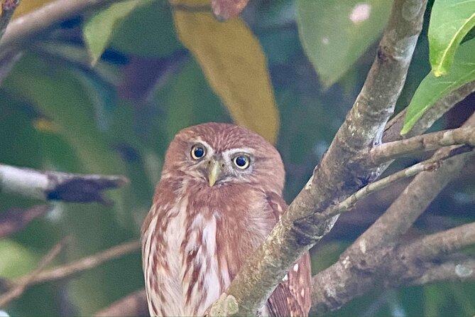 Manuel Antonio Esquipulas Birdwatching Tour - Booking and Payment Options