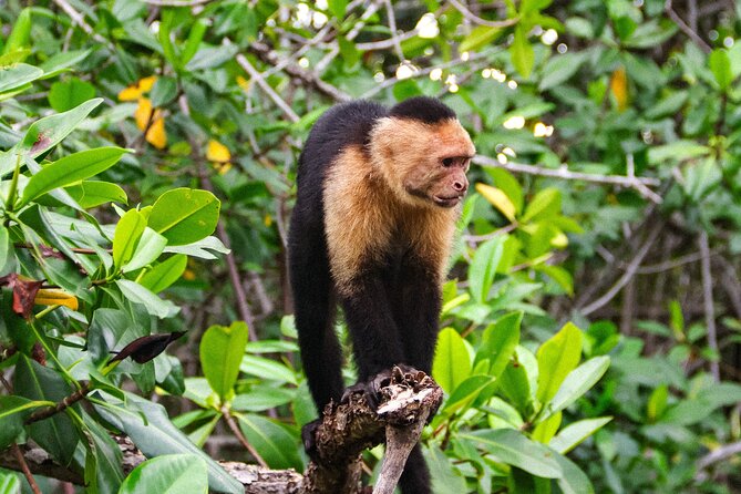 Manuel Antonio Mangrove Boat Tour - Wildlife Sightings