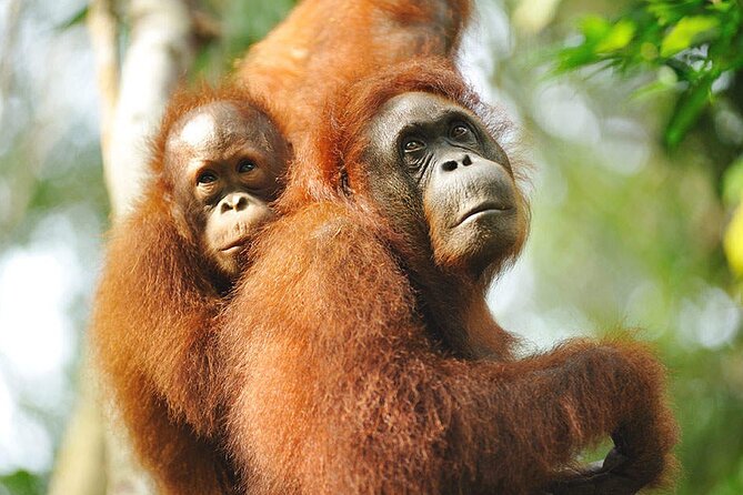 Marvellous Creature Orangutan : Sarawak Semenggoh Wildlife Centre Tour - Pricing and Inclusions