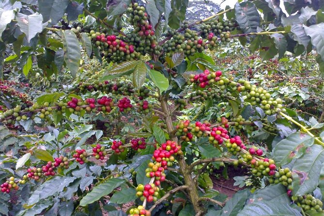 Materuni Waterfall Hike & Coffee Tour - Pickup Locations and Details