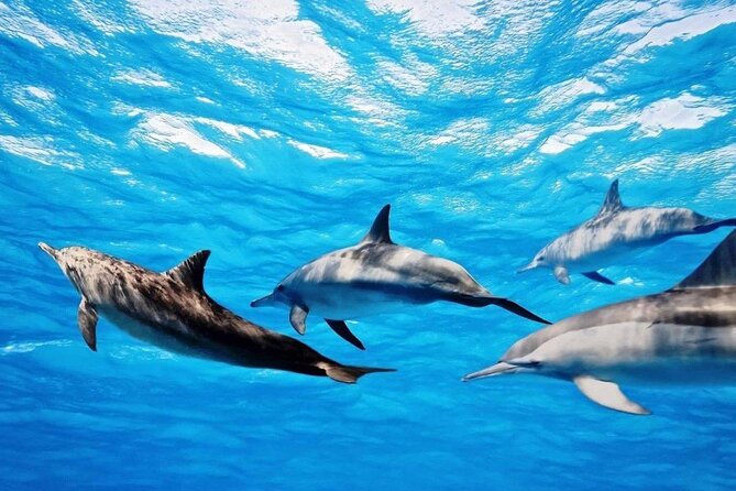 Mauritius : Dolphins Swim and Ile Aux Bénitiers With BBQ - Barbecue Lunch