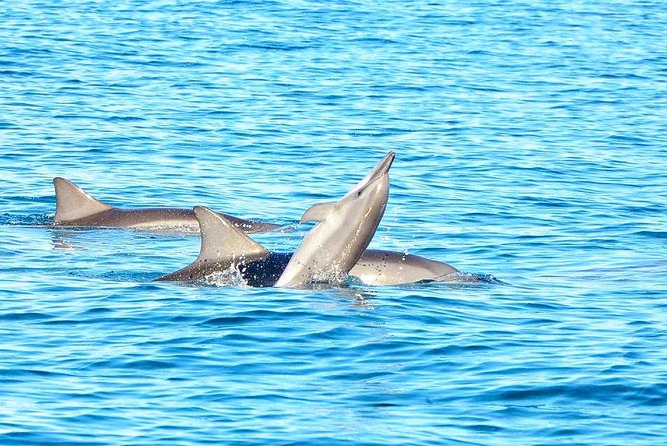 Mauritius Wild Dolphin Swim With Hotel Transfers (Private or Shared) - Customizing Your Tour Experience