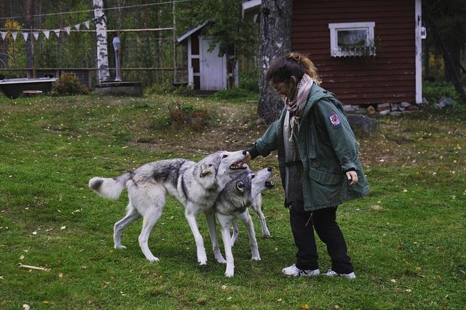 Meet Taivas & the Arctic Wolves - Private Tour - Important Information