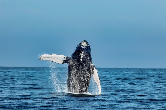 Mega Yacht Whale Watching ALL-Inclusive Daytime Adventure. - Onboard Amenities and Inclusions
