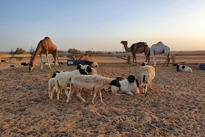 Merzouga Desert Morocco - Berber Culture and Activities