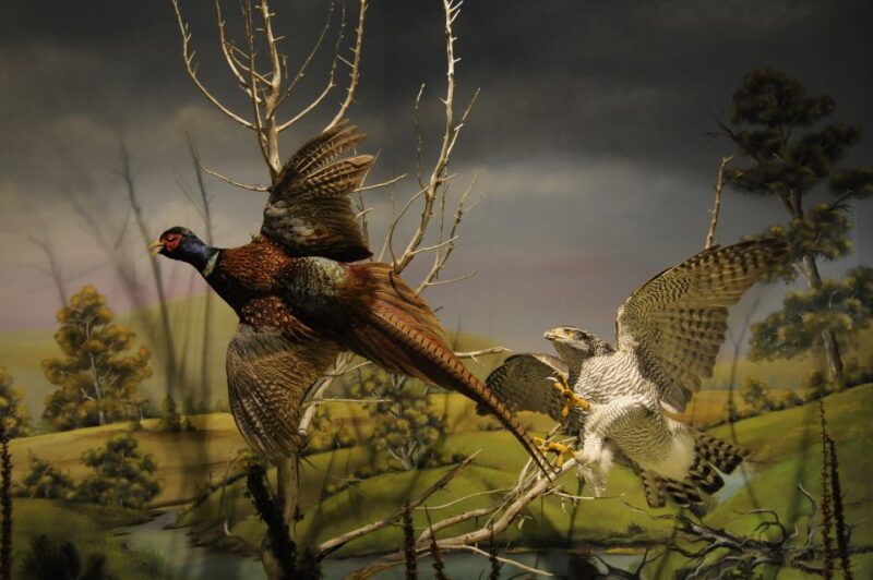 Meteora: Natural History Museum and Mushroom Museum Tour - Exhibits and Experiences
