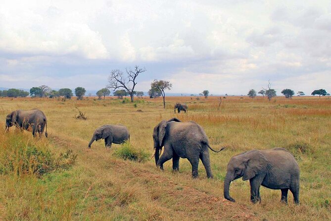 Mikumi National Park 2 Days/ 1 Night - Accommodation and Dining