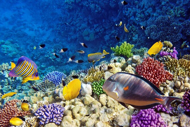 Mnemba Dolphin Tour, Clear Kayak, Cooking Class, Horse Riding - Transportation Details