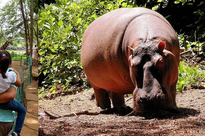 Mombasa Getaway With Haller Park Tours - Accessibility and Requirements