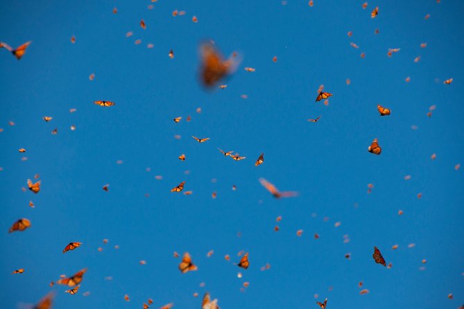 Monarch Butterfly Tour (Departing From Morelia) - Tour Experience and Highlights