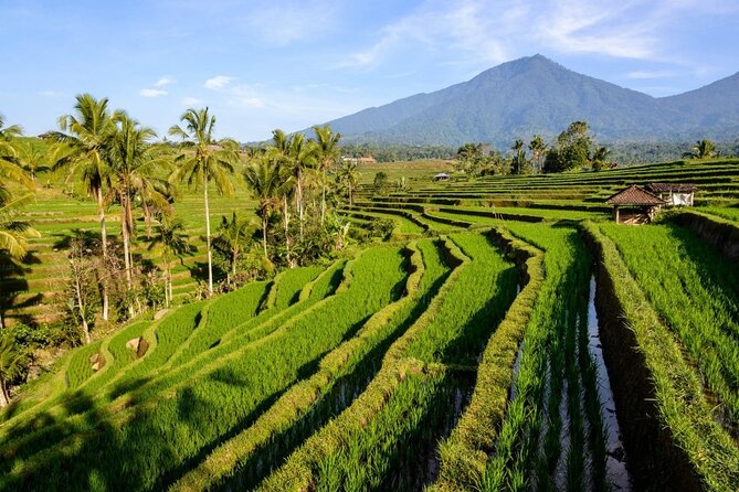 Monkey Forest, Jatiluwih and Temple in Jungle Private Tour - Transportation and Comfort