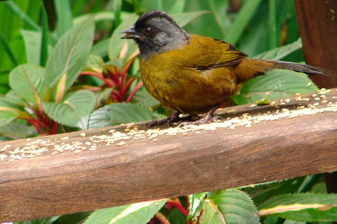 Mono Island and Panama Canal Trail Tour - Highlights of the Tour
