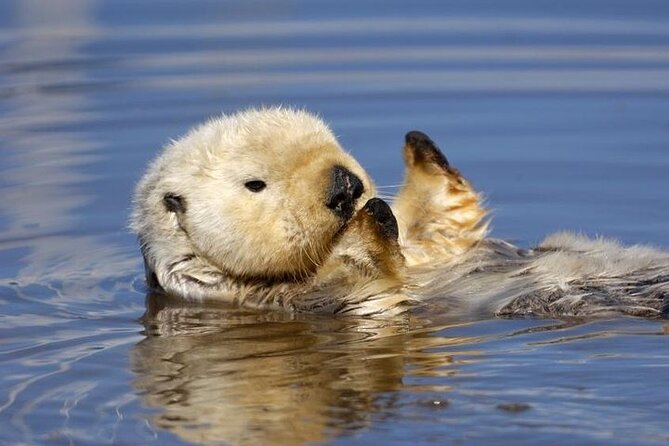 Monterey Carmel Big Sur Pebble Beach by Luxury Vehicle 6 Hrs~ - Cancellation and Booking