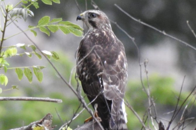 Monteverde Birdwatching Guided Tour - Transportation Information
