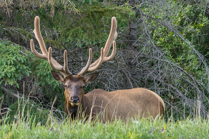 Morning Jasper National Park Wildlife Tour - Tour Suitability and Recommendations