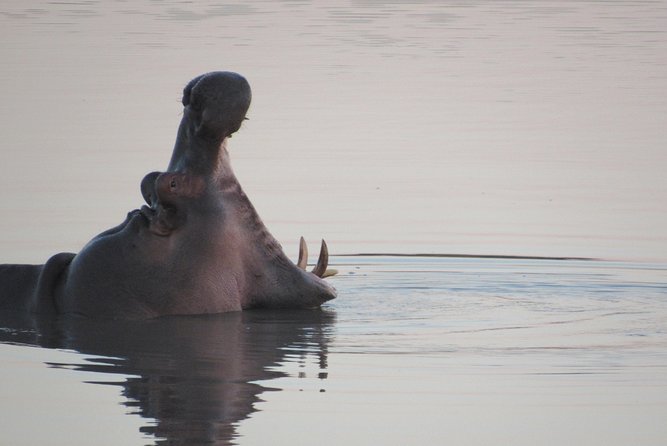 Morning Kruger National Park Safari - Accessibility and Participation