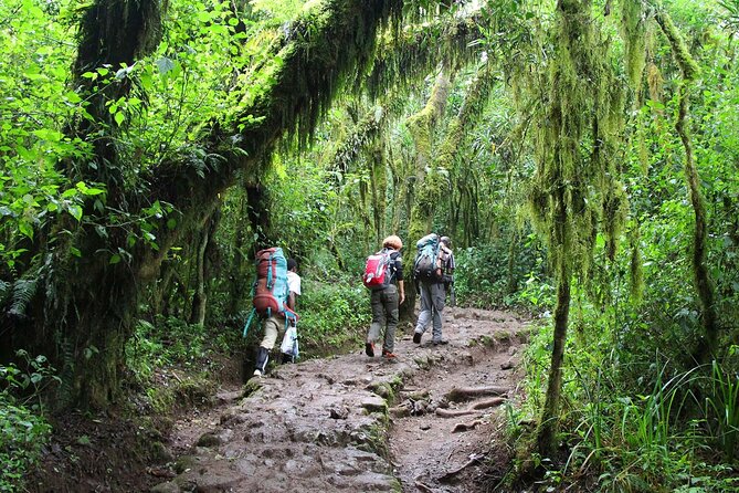 Mount Kilimanjaro Day Hike Through Marangu Route to Mandara Hut - Navigating the Kilimanjaro Terrain