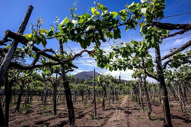 Mount Vesuvius & Wine Tasting With Lunch Private Tour From Amalfi Coast - Wine Tasting Details