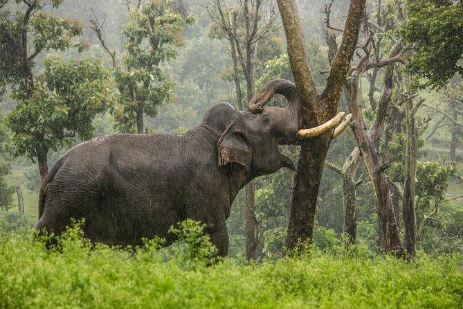 Mudumalai Wildlife Heaven From Bangalore - Wildlife Encounters to Expect