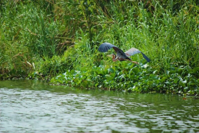 Muthurajawela Bird Watching Tour From Negombo and Colombo - Wildlife and Ecosystem