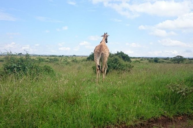 Nairobi National Park 1.p.m Game Drive - Pickup and Meeting Options