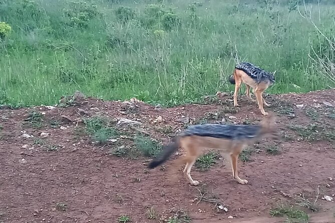 Nairobi National Park 6 Am Group-Joining Game Drive - Accessibility and Participation