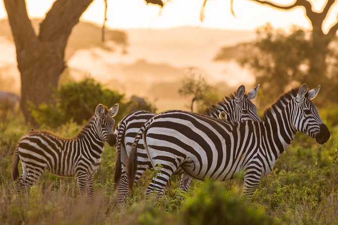 Nairobi National Park Day Tour - Whats Included in the Tour