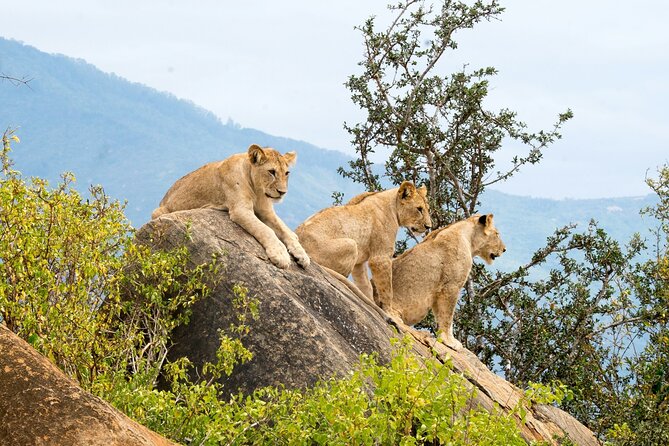 Nairobi National Park Early Morning or Afternoon Game Drive - Exploring the Parks Accessibility