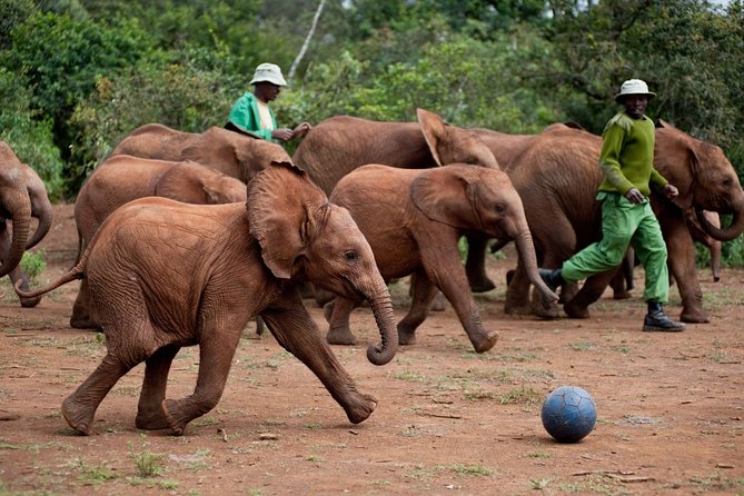 Nairobi National Park, Elephant Orphanage, Giraffe Centre Tour - Traveler Experience