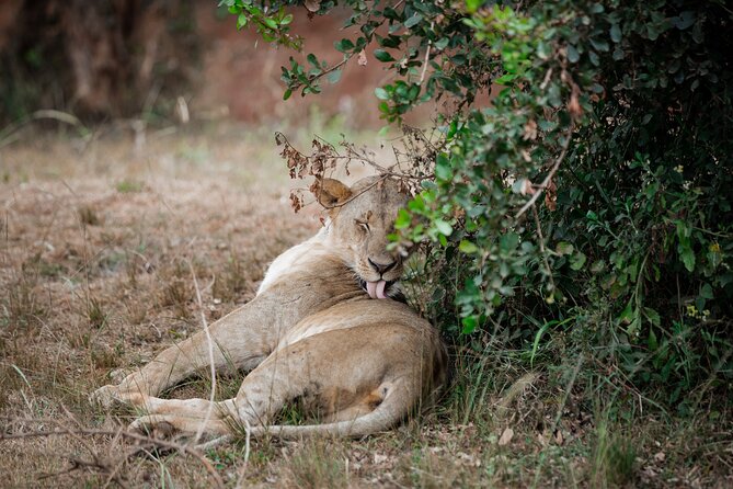 Nairobi National Park Game Drive - Open Jeep Experience. - Meeting and Return Details