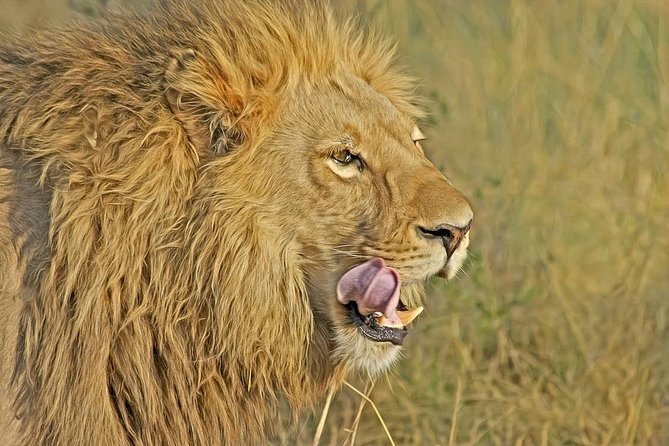 Nairobi National Park Safari Tour - Health and Safety Considerations