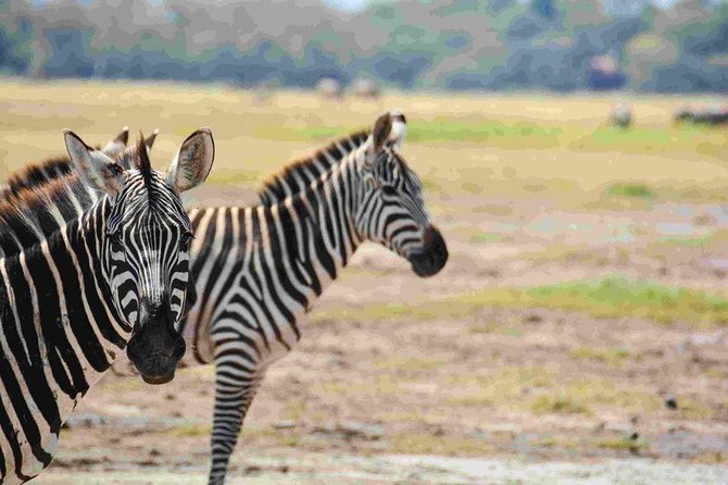 Nairobi National Park Safari - Private Transportation Details