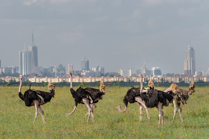 Nairobi National Park Sun Rise Game Drive With Pickup & Drop-Off - Cancellation and Payment