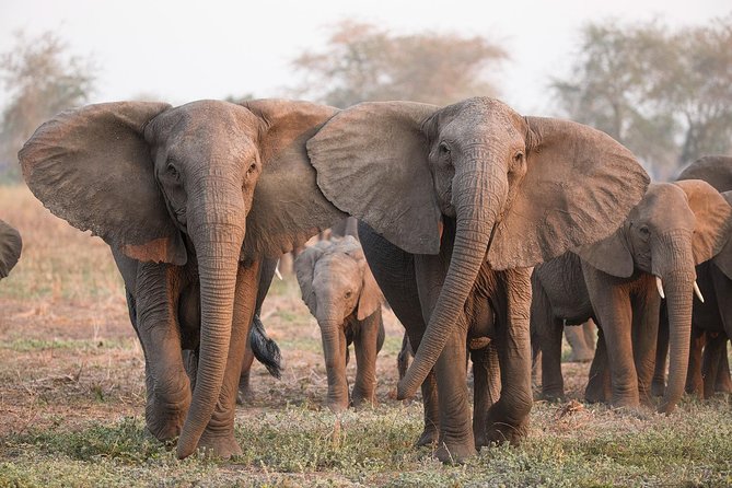 Nairobi National Park Tour - Pricing and Availability