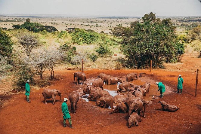 Nairobi National Park,Elephant Orphanage, Giraffe Center and Karen Blixen Museum - Exploring the Giraffe Center