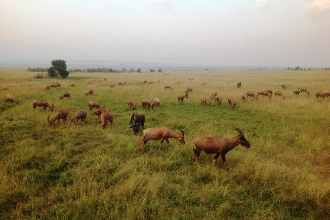 Nairobi Park, Steamark Birds, Girraffe Center & Bomas - Cultural Experience at Bomas
