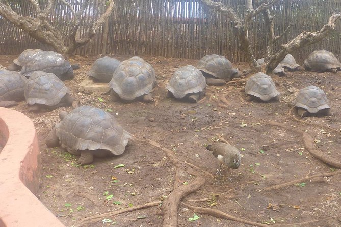 Nakupenda Beach Day Tour in Zanzibar - Inclusions and Amenities