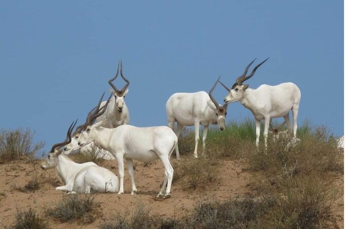 National Park Privat Safari Tour From Agadir and Taghazout - Pickup and Redemption