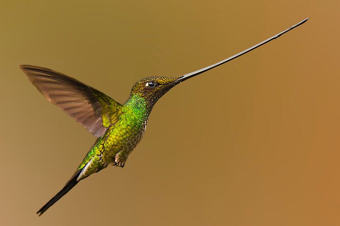 Nature and Birding Experience in Yanachocha Reserve - Highlights and Impressions