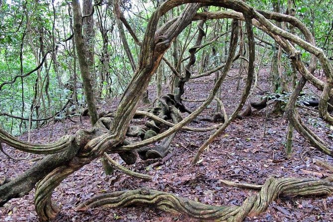 Nature Tour to Udawatte Kele Sanctuary, Kandy From Bentota - Pricing and Group Size