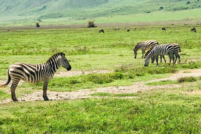 Ngorongoro Crater Day Trip - Pickup and Accessibility