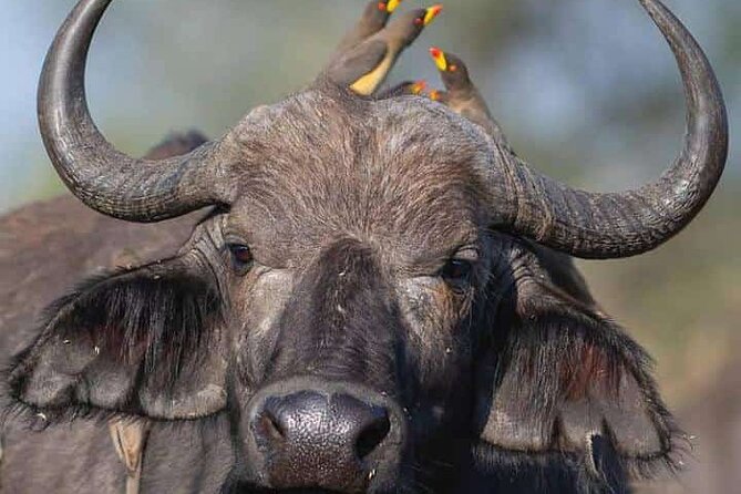 Ngorongoro, Manyara and Tarangire Tour - Accessibility Features