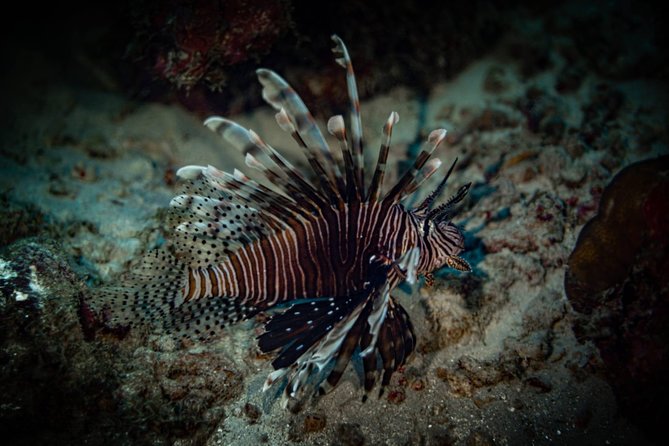 Night Shore Diving Mangel Halto Aruba for Certified Divers - Unique Experience of Night Diving