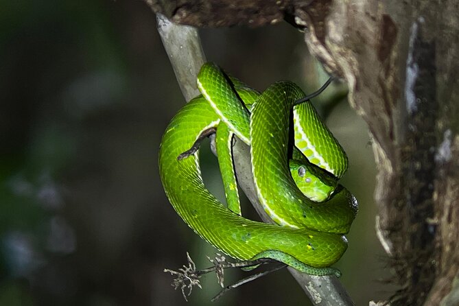 Night Walk at the Monteverde Refuge - Tour Highlights