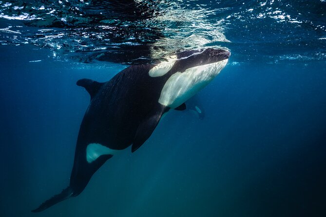 Ocean Safari in La Ventana: Mobula Rays, Dolphins, Orcas & Whales - Accessibility